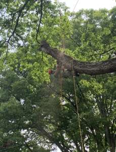 The Importance of Local Tree Trimming in Summer